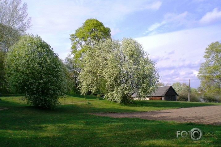 Cīruļu pavasaris