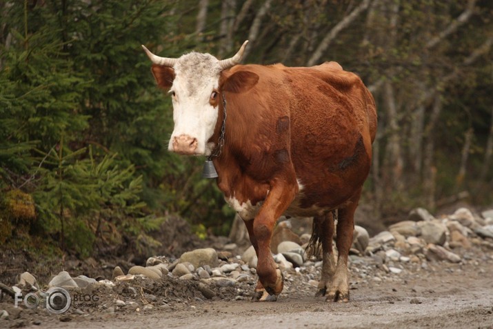 gauja