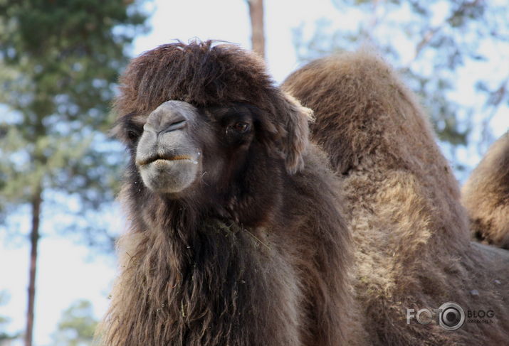 Camelus bactrianus jeb Dzīve nebrīvē
