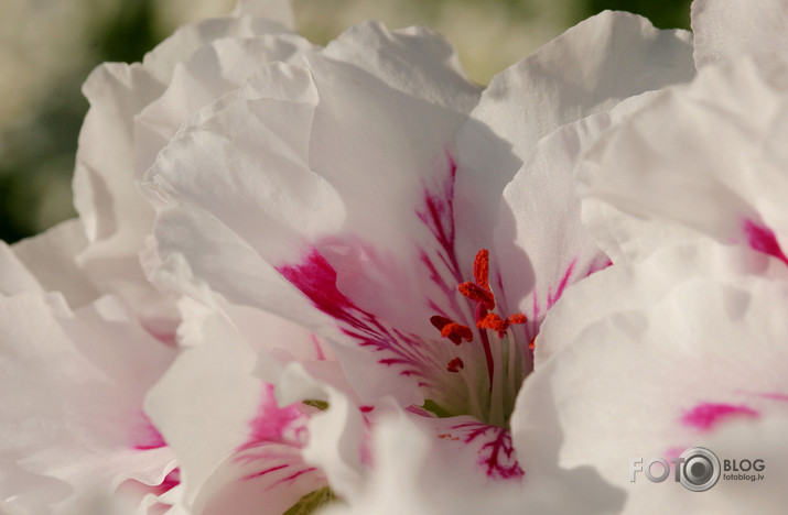 Pelargonija