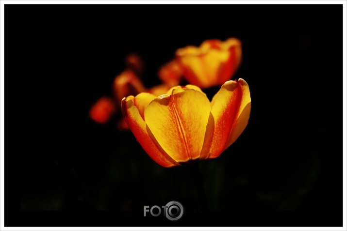 tulpe