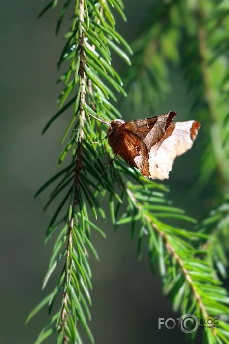 Selenia tetralunaria