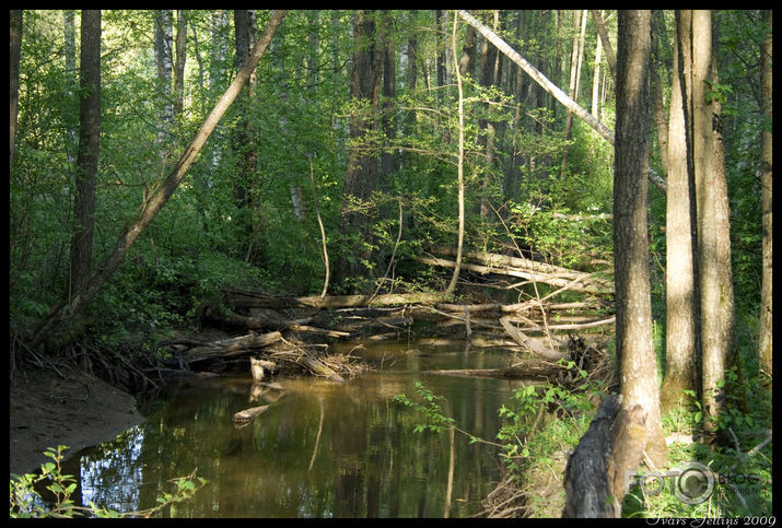 Jāņupe