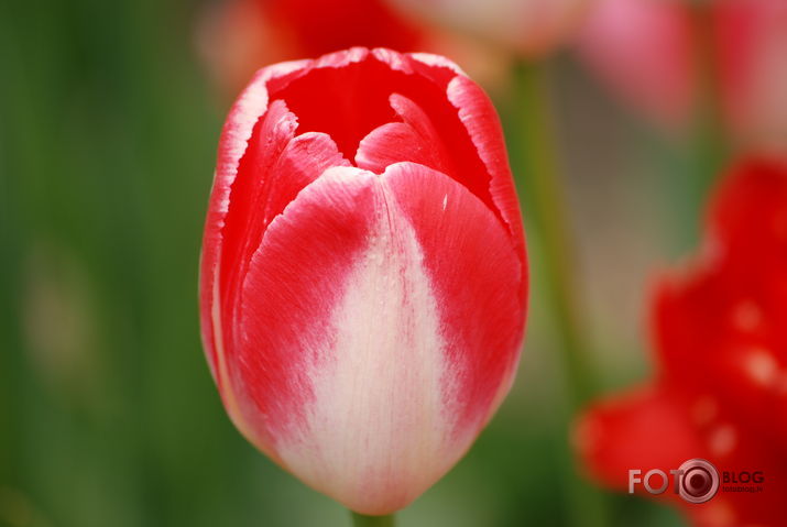 Tulpe