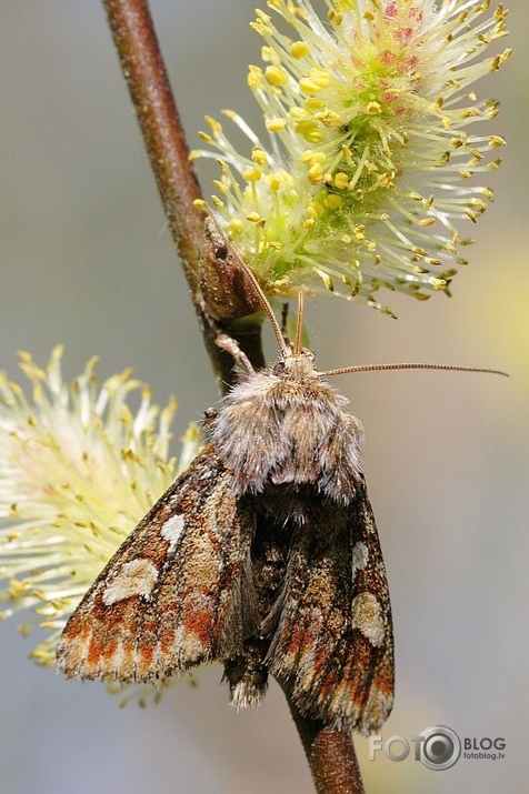 kārumnieks