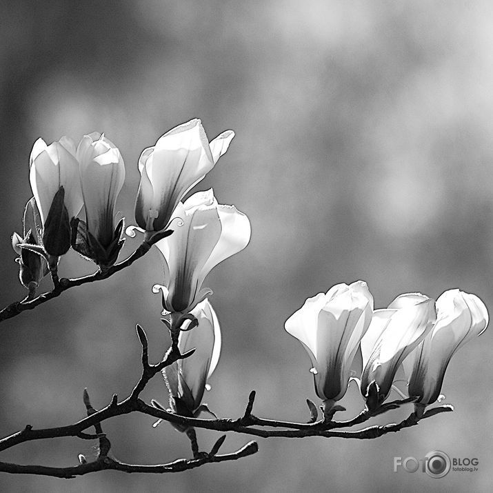 Magnolijas