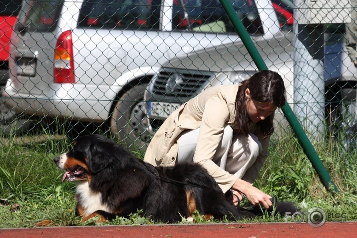 Suņu izstāde @ uzvaras parks