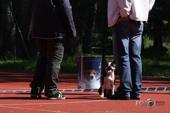 Suņu izstāde @ uzvaras parks