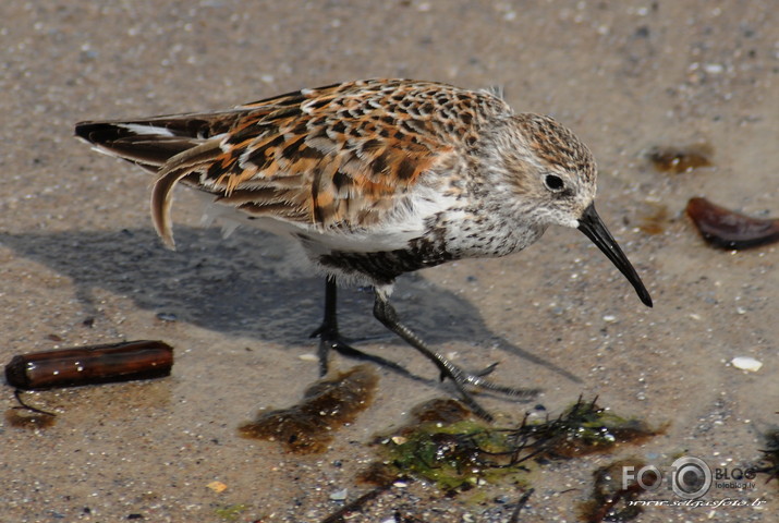 Calidris alpina /Parastais šņibītis/.