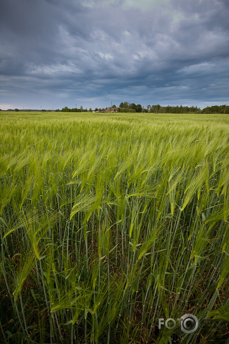 Drīz būs maize