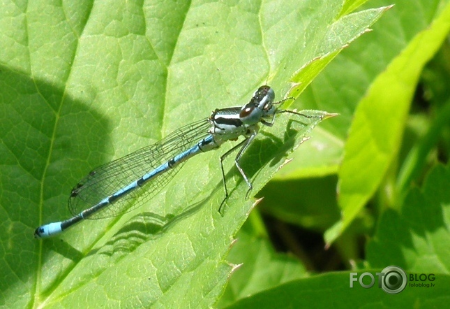 DRAGONFLY ON THE EDGE OF THE LEAF