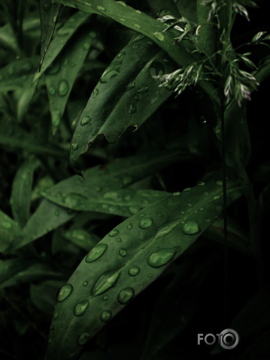 Nature