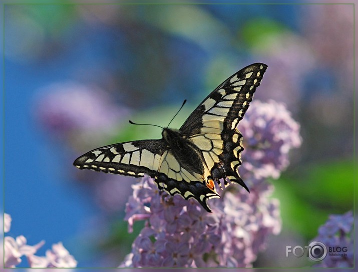 Čemurziežu dižtauriņš