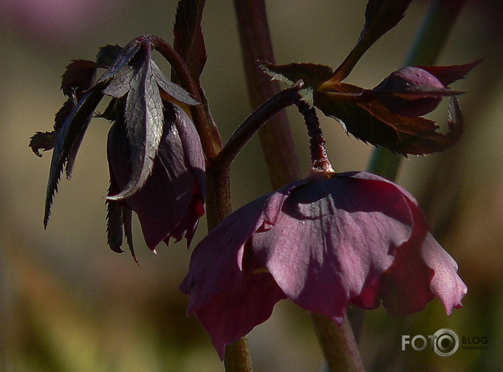 Sniega roze zied