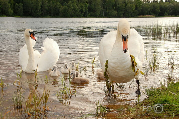 Gulbji: Jaunā paaudze