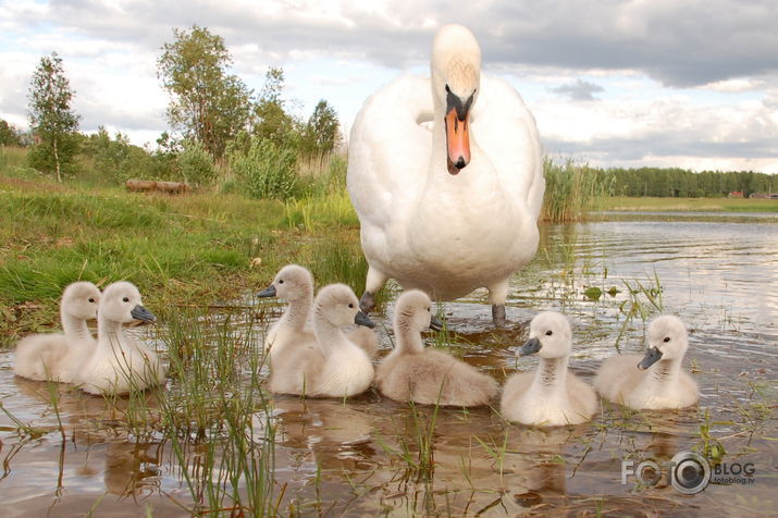 Gulbji: Jaunā paaudze