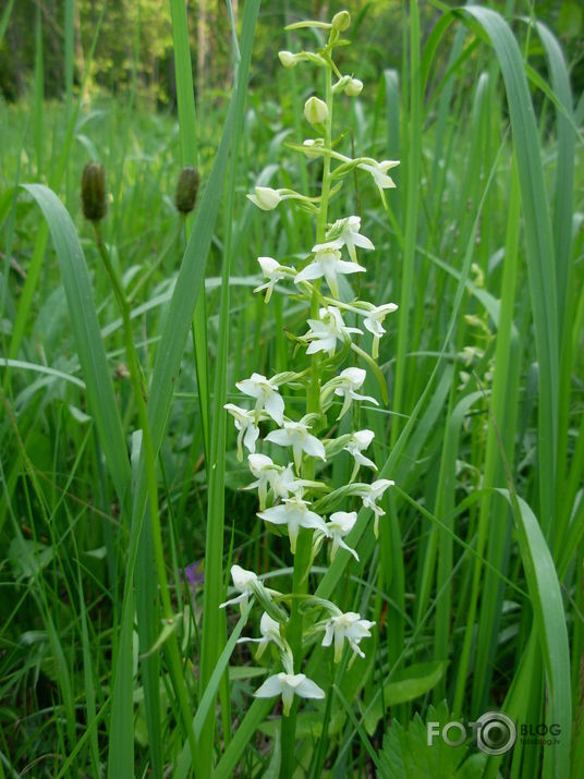 Uzspēlēsim naktsvijoli? :)