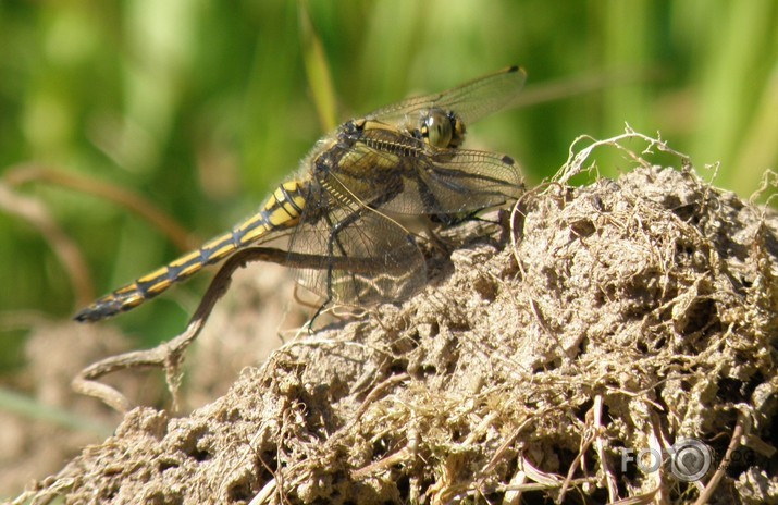 DRAGONFLY HILL