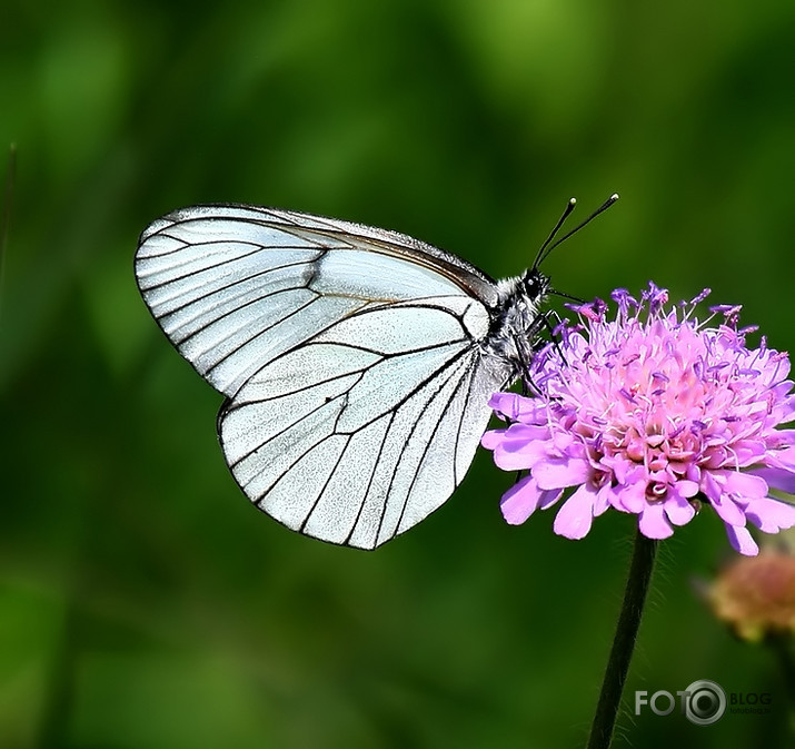 Aporia crataegi