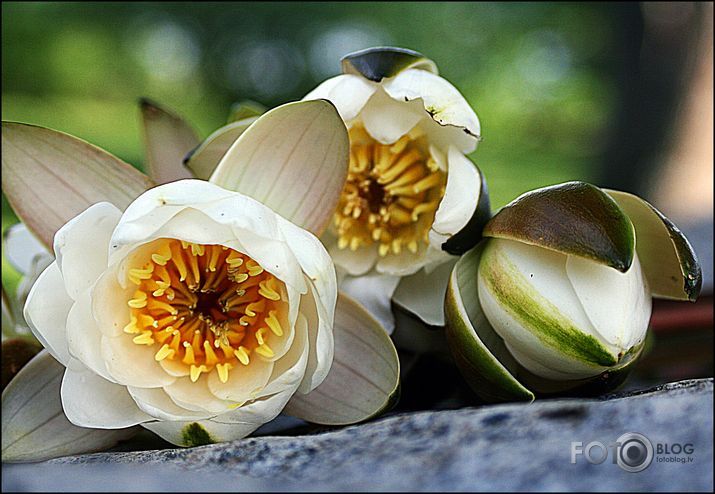 kāds noplūcis un pametis...