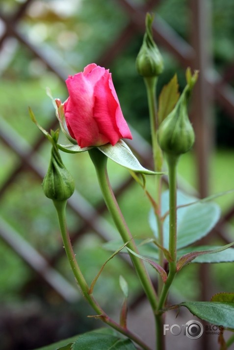 Ziedu karalienes - Rozes