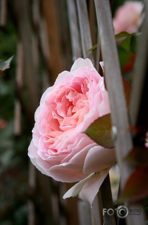 Ziedu karalienes - Rozes