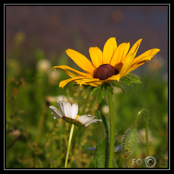 Rudbekijas