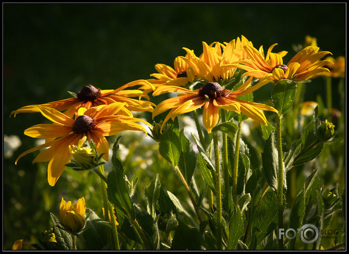 Rudbekijas