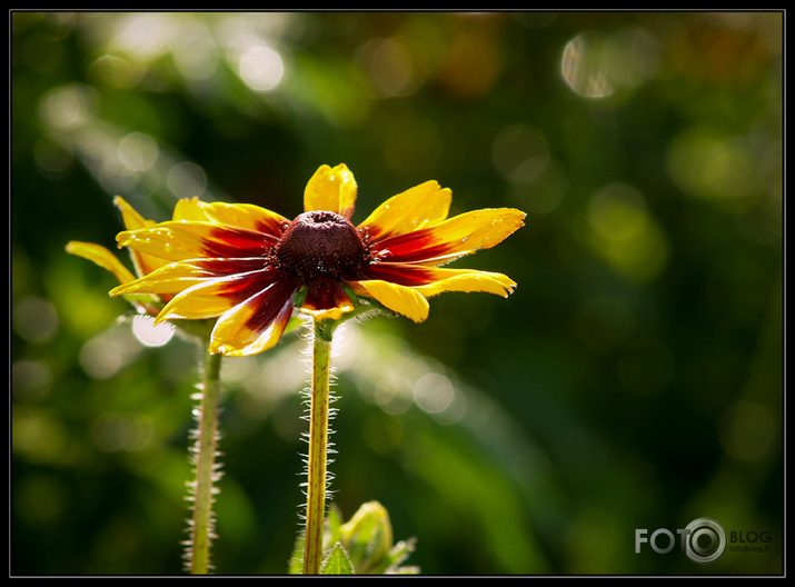 Rudbekijas