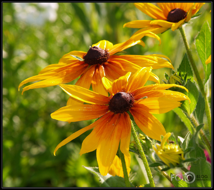 Rudbekijas