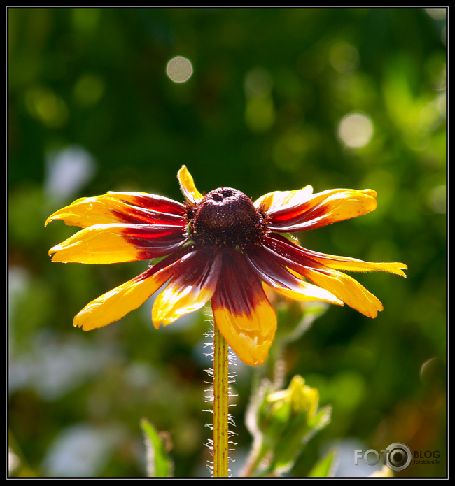 Rudbekijas