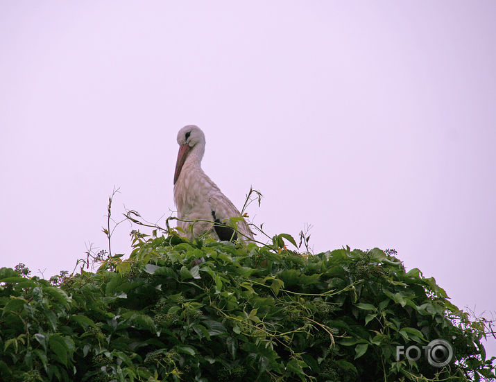 Kāda stārķa gaitas