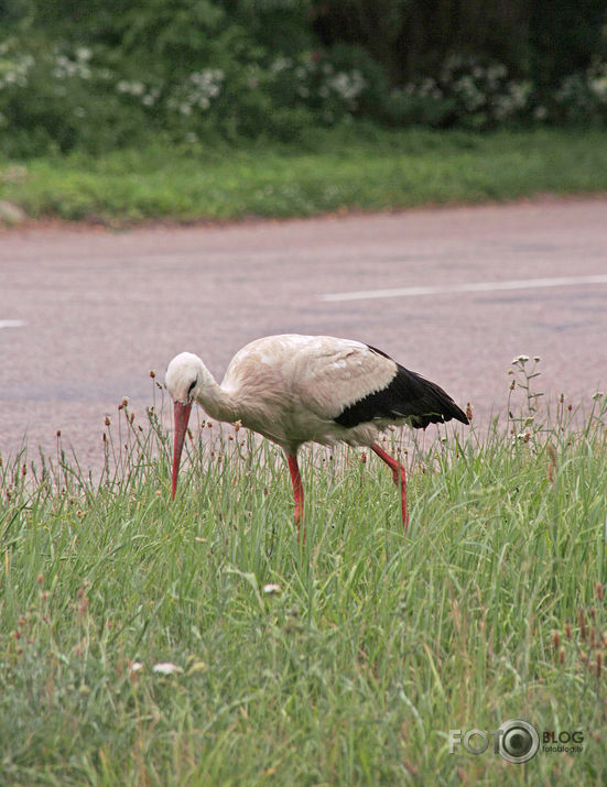 Kāda stārķa gaitas