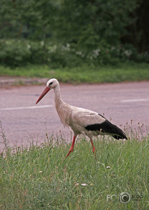 Kāda stārķa gaitas