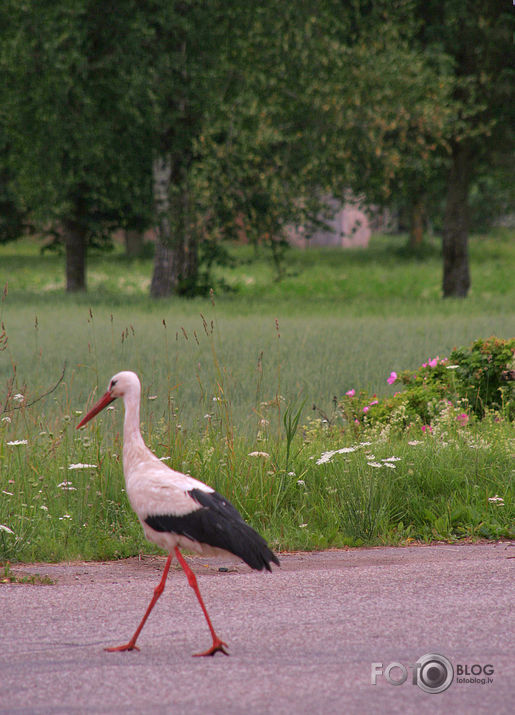 Kāda stārķa gaitas