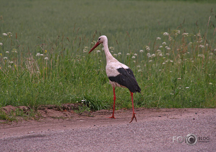 Kāda stārķa gaitas