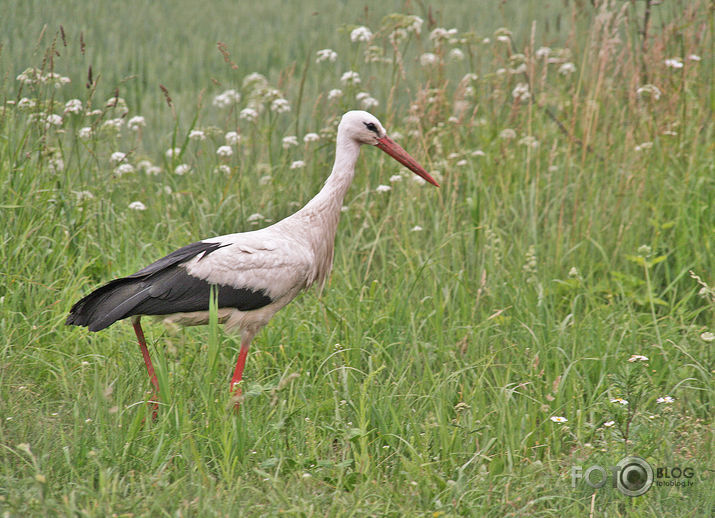 Kāda stārķa gaitas