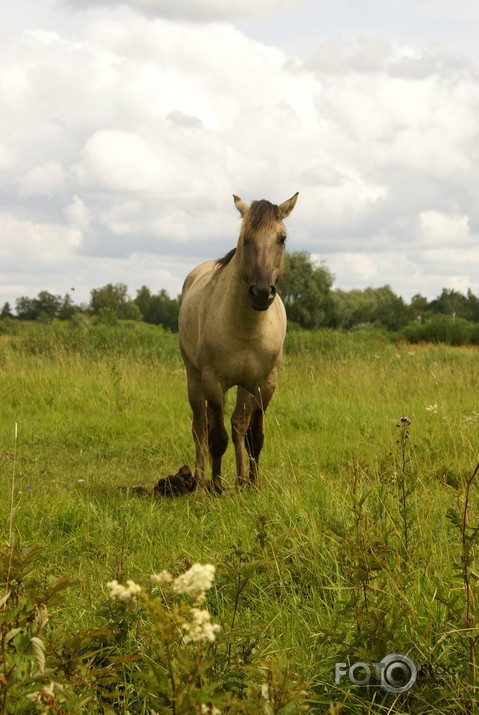 Savvaļas Zirdziņi