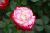 Roze