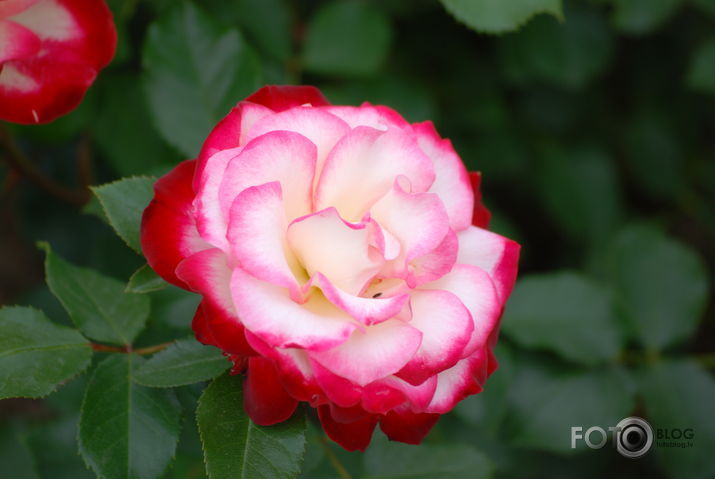 Roze