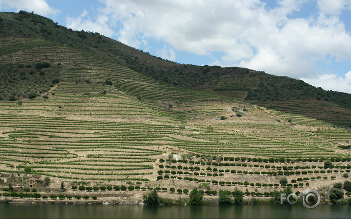 Duoro upes ielejas vīnogulāji (Portugāle)
