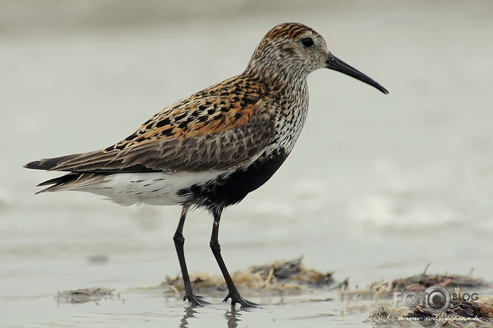 Calidris alpina - parastais šņibītis.