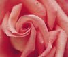 pink_petals