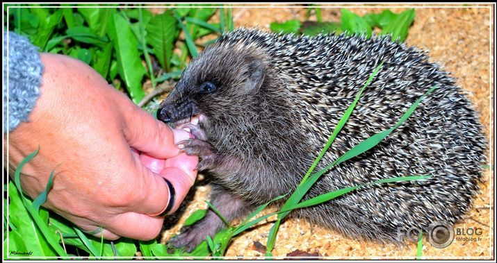 Es pieturēšu, tā drošāk!