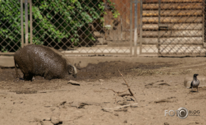 ZOO 