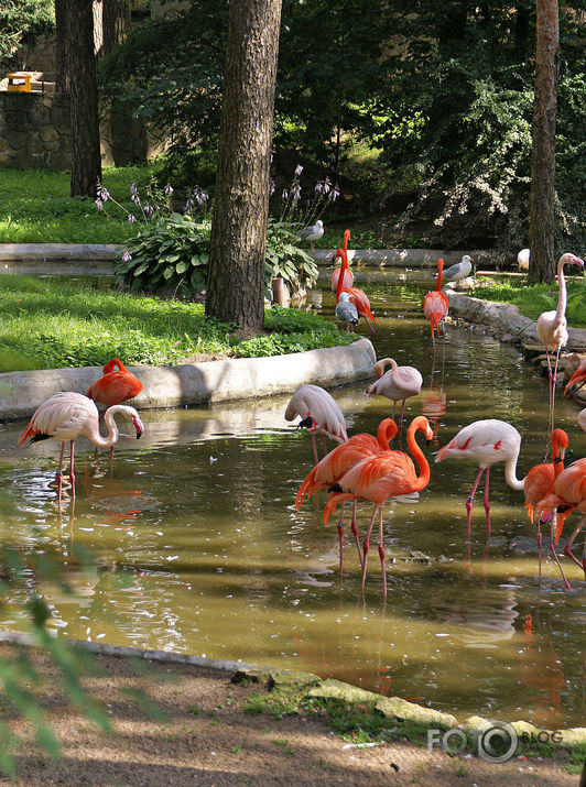 ZOO 