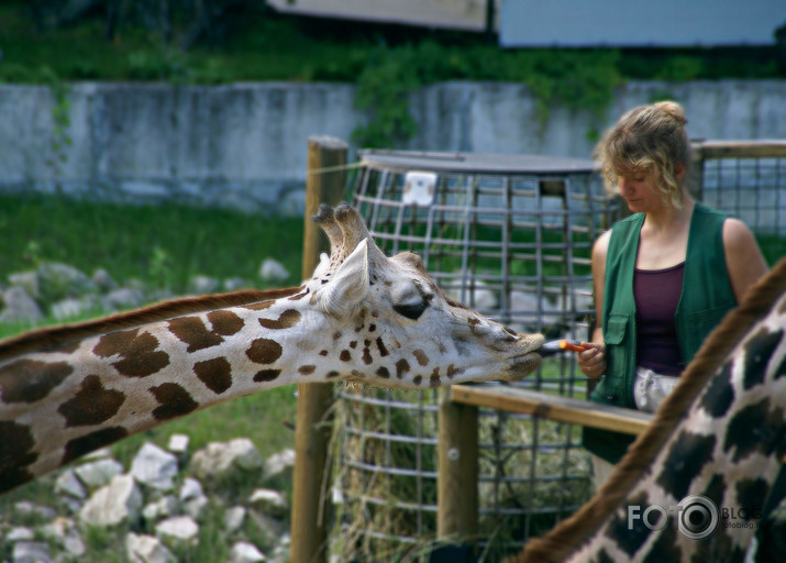 ZOO 
