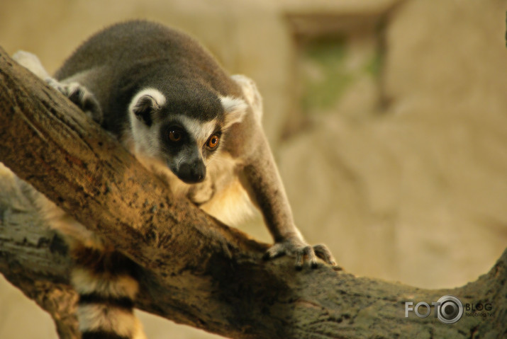 ZOO 