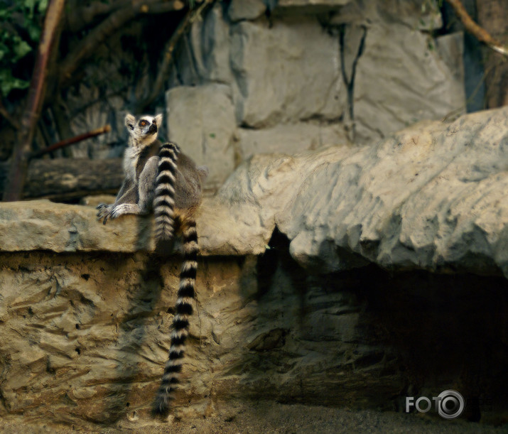 ZOO 