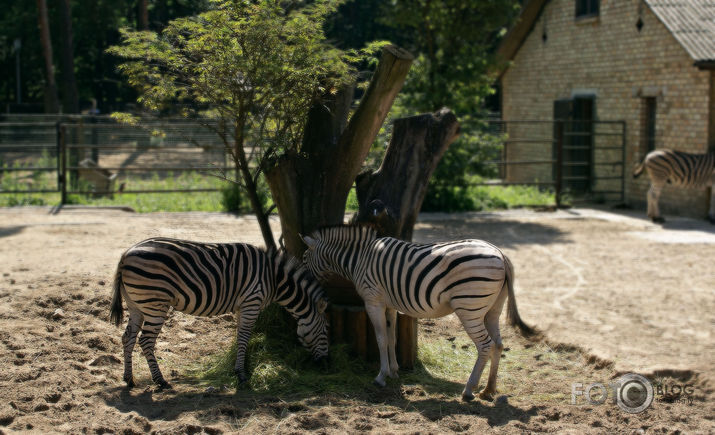 ZOO 